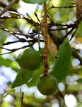 Macadamia aff. integrifolia