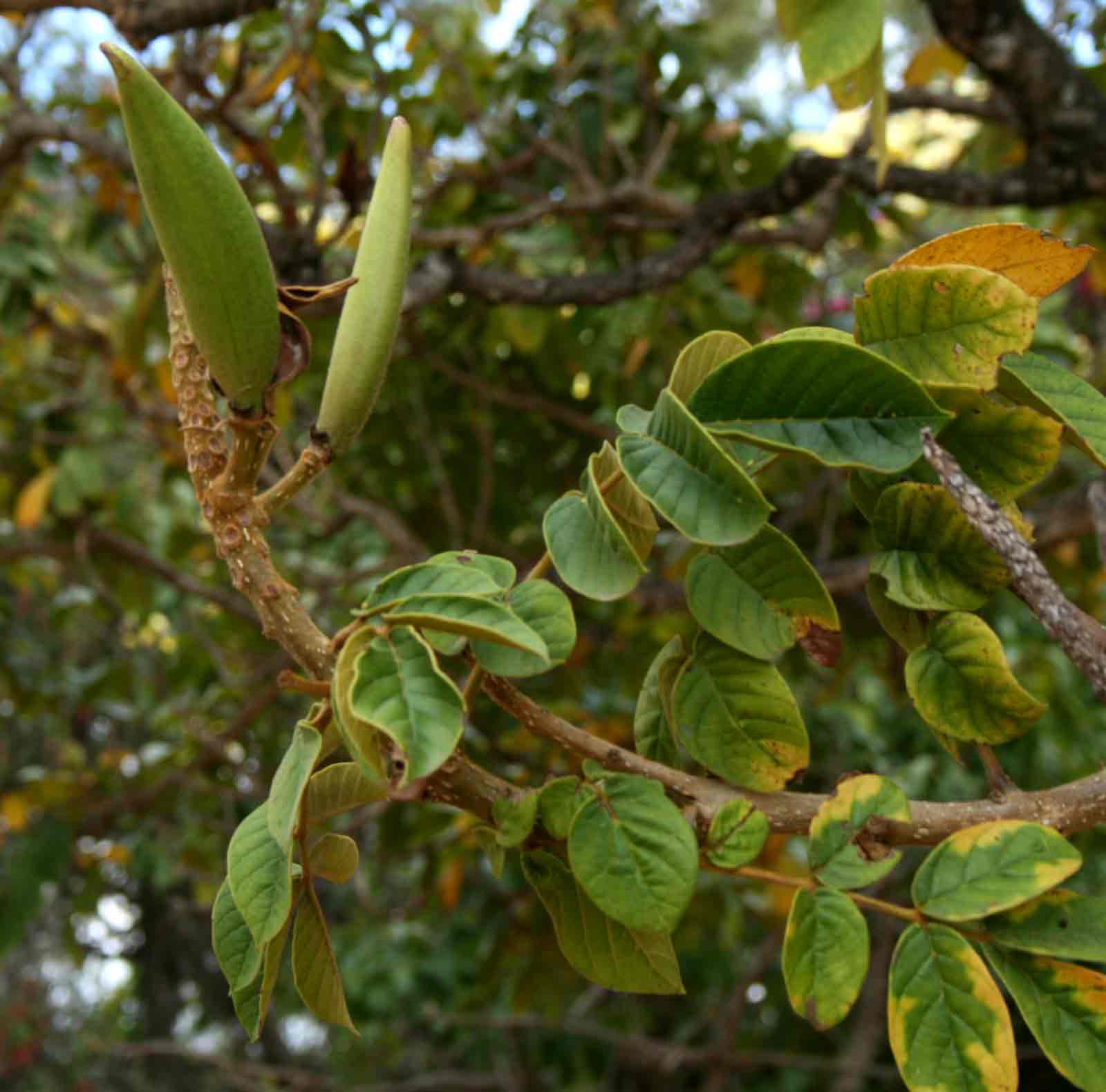 Spathodea campanulata subsp. nilotica