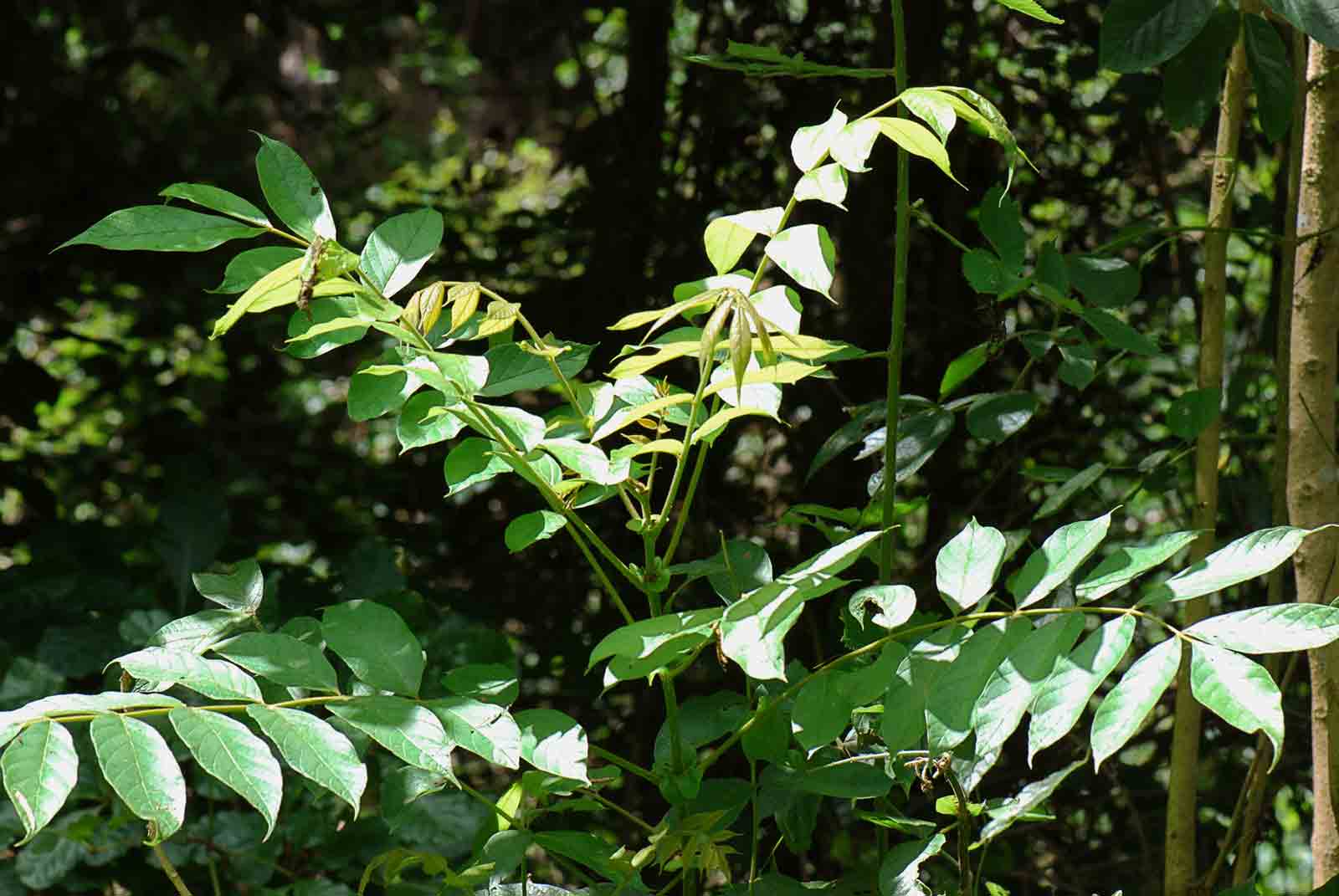 Spathodea campanulata subsp. nilotica