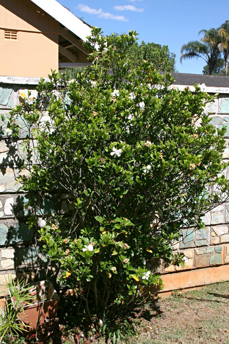 Gardenia augusta image
