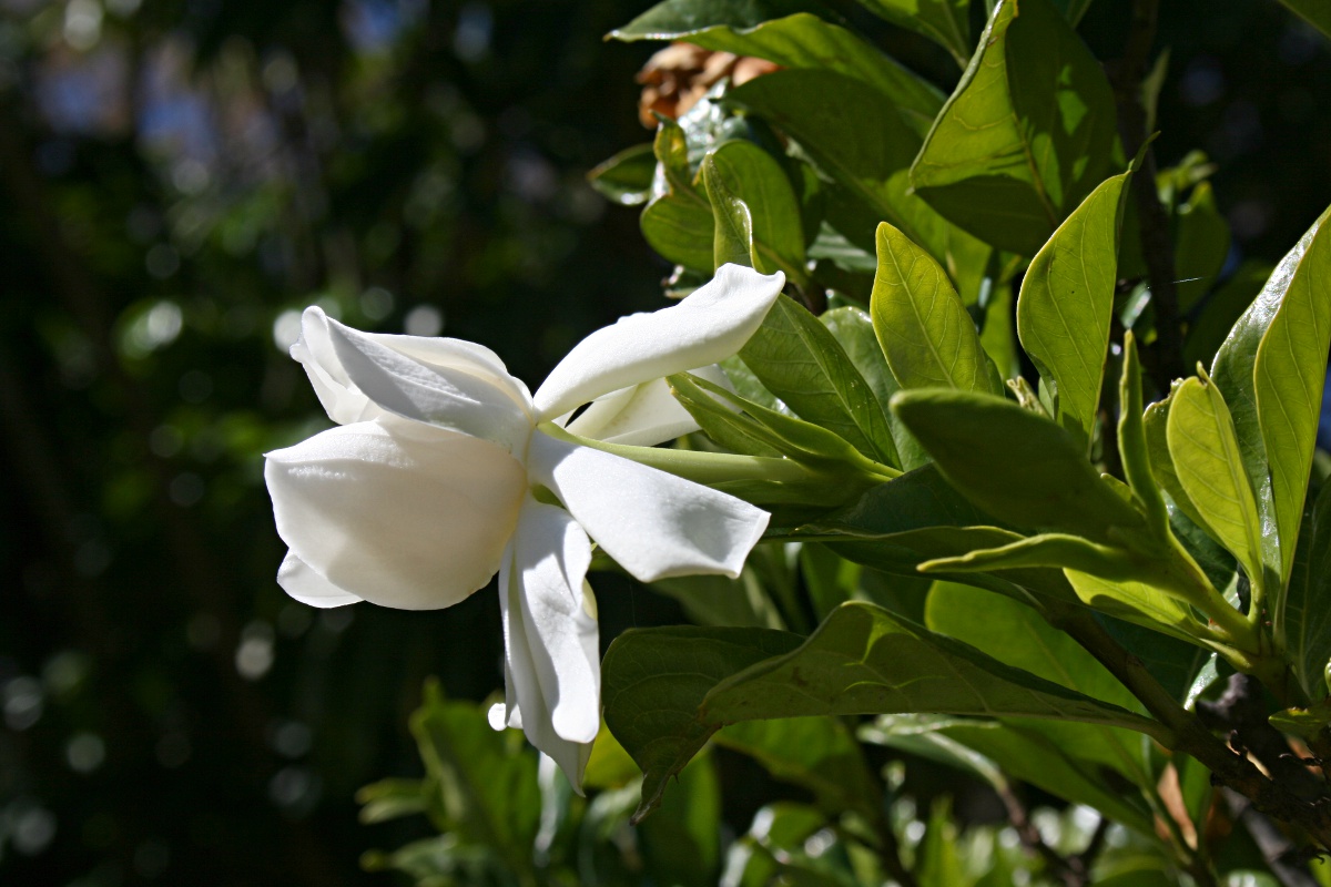 Gardenia augusta image