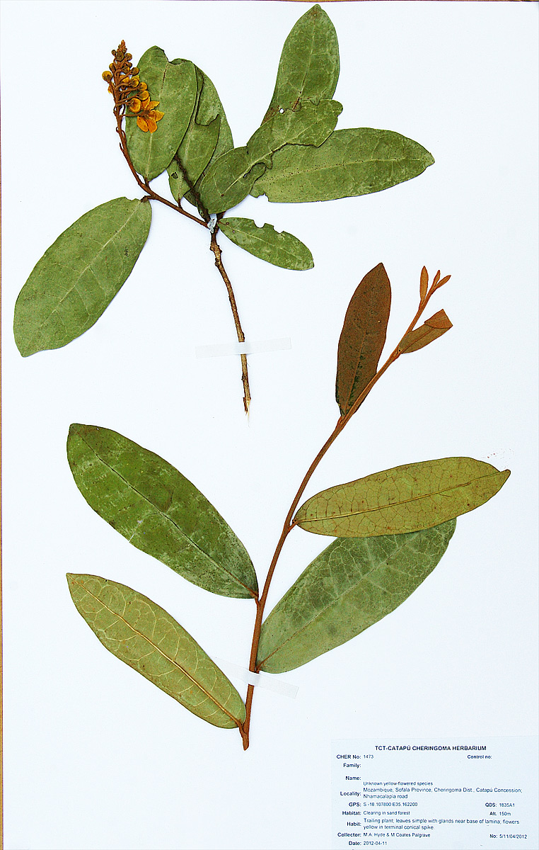 Acridocarpus orientalis image