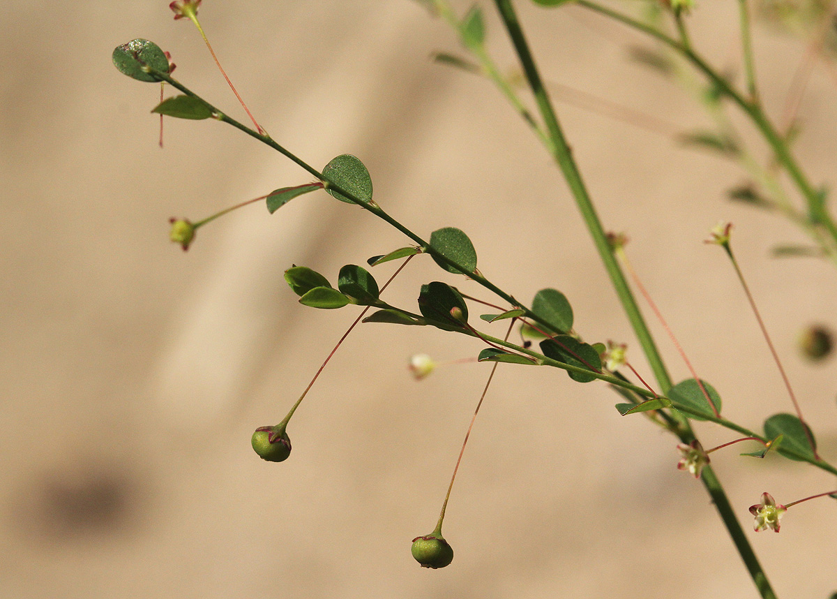 Phyllanthus nummulariifolius