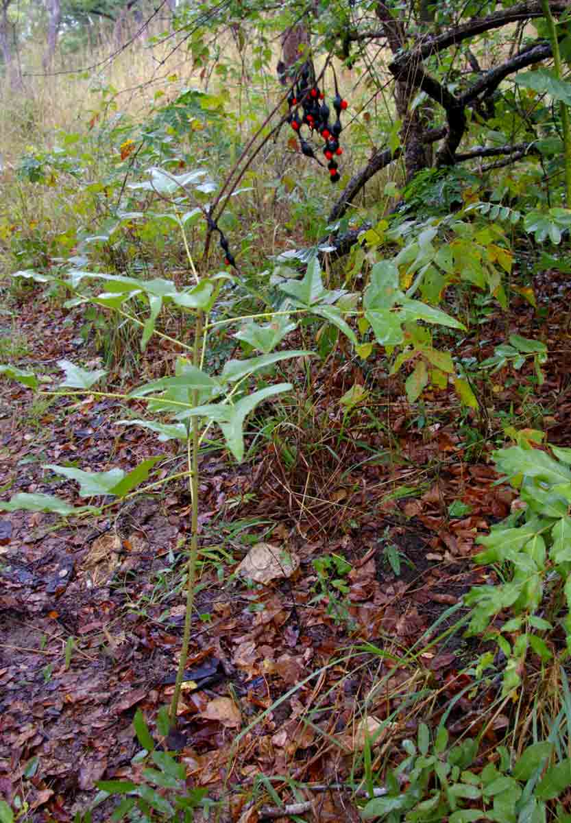 Erythrina humeana