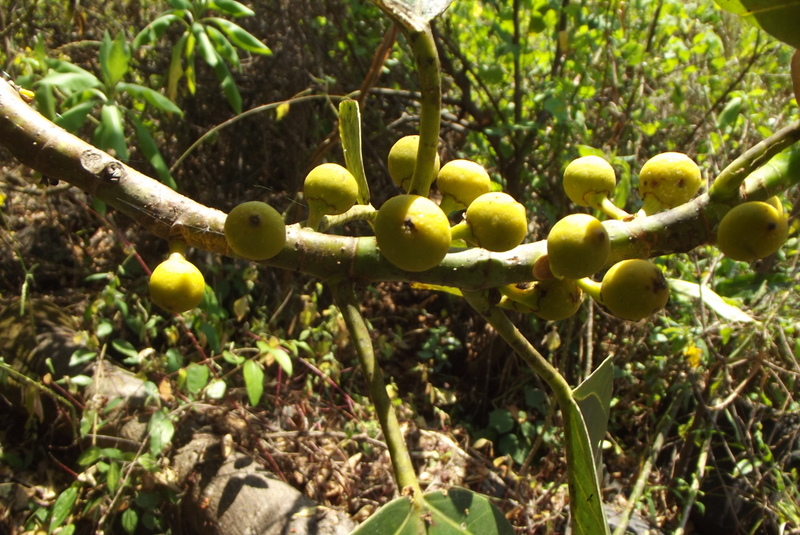 Ficus sarmentosa image
