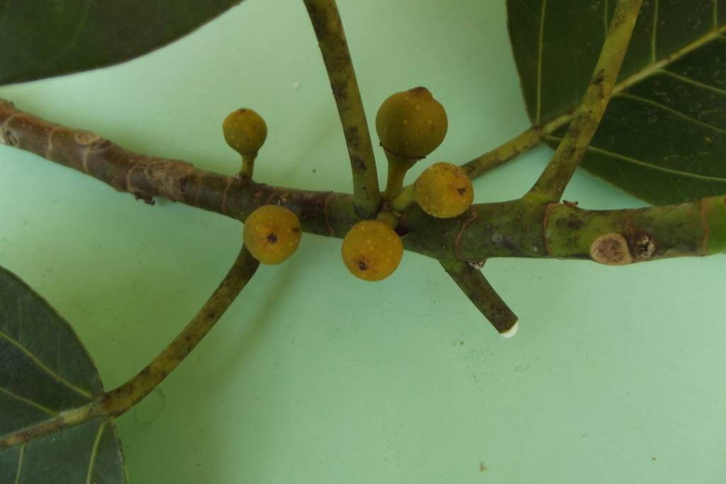Ficus sarmentosa image