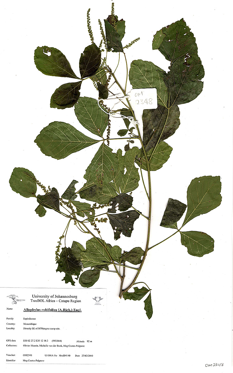 Allophylus rubifolius var. rubifolius image