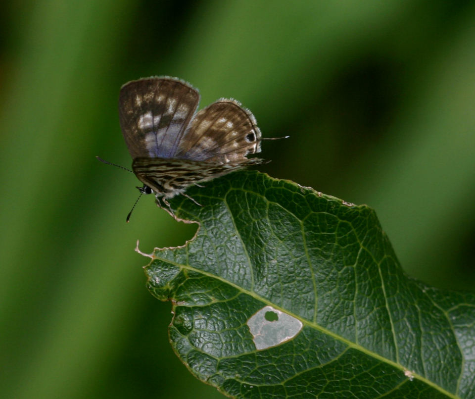 Leptotes group