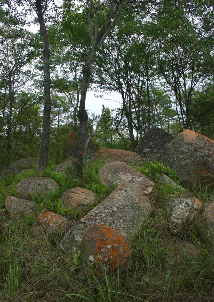 Miombo woodland in a rocky habitat
