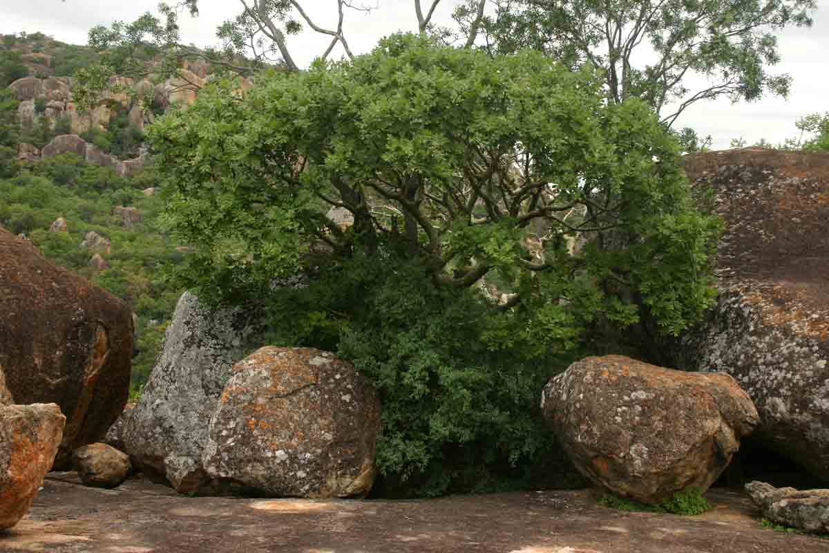 Ochna glauca and Commiphora marlothii growing among the boulders