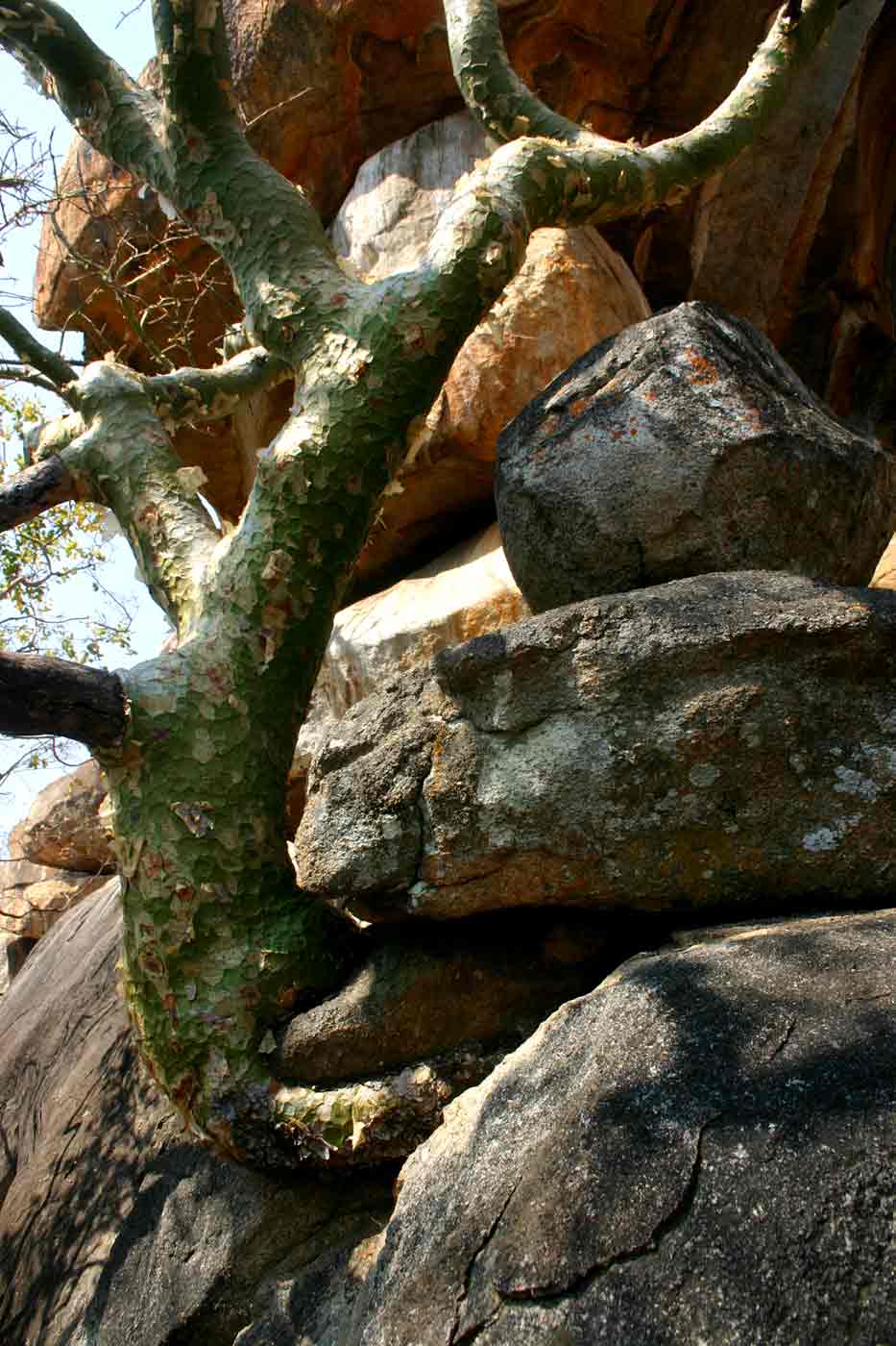 Commiphora marlothii growing in a rocky place.