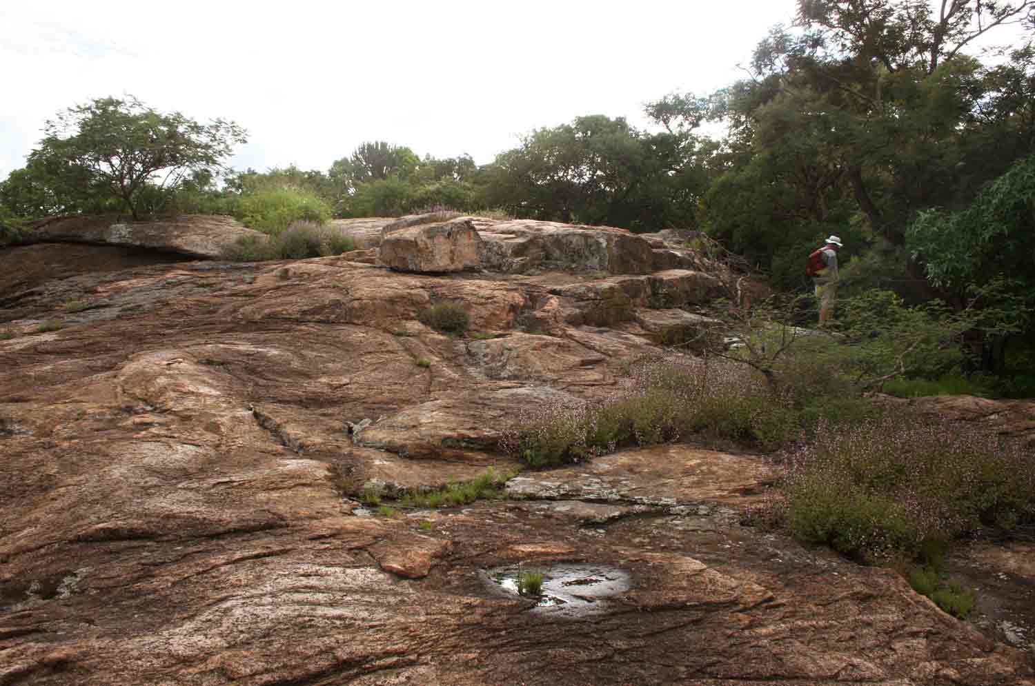 Aeollanthus rehmannii on rock plateau.