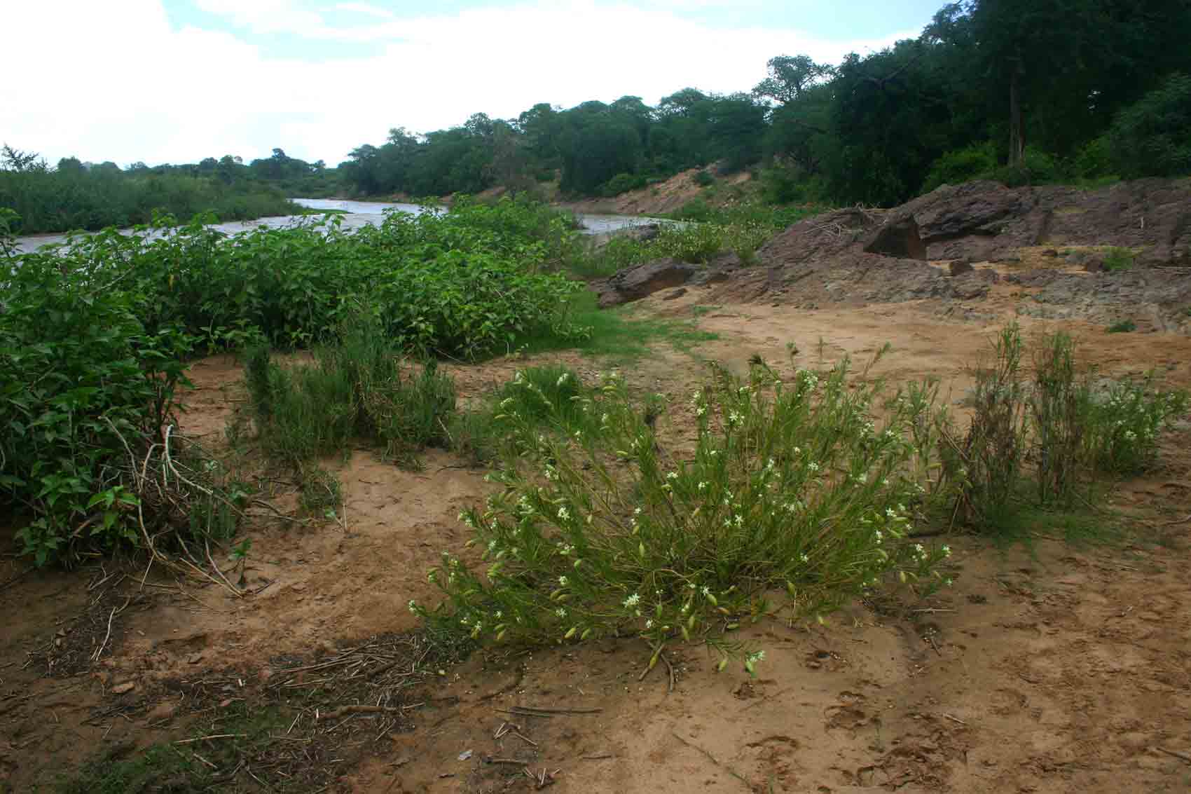 Another view of the Odzi River. Kanahia laniflora in the foreground.