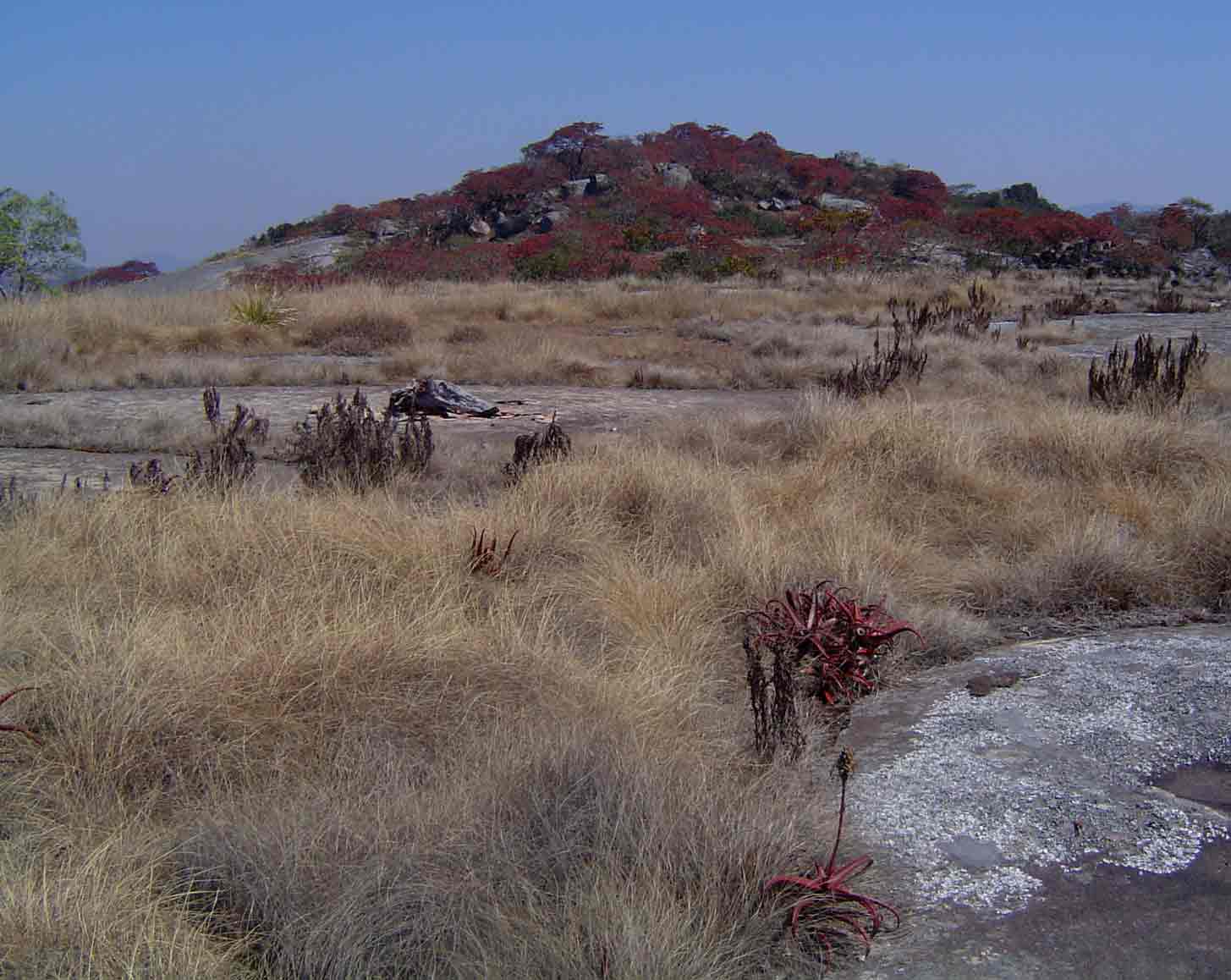 <a href="species.php?species_id=113790">Aloe cameronii</a> and <a href="species.php?species_id=125310">Myrothamnus flabellifolius</a> in vegetation islands
