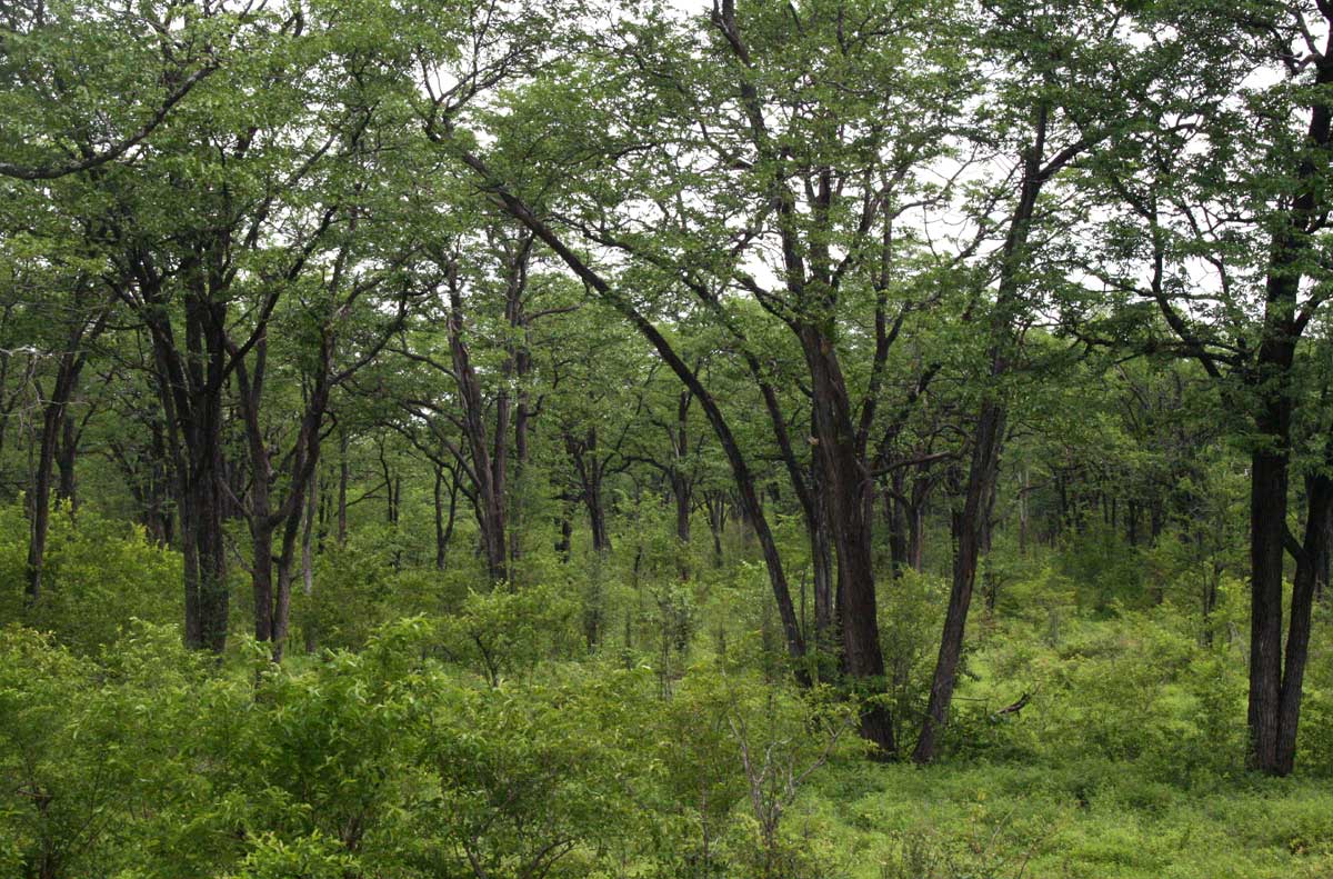 Vast expanses of mopane woodland in the drier parts on the valley floor