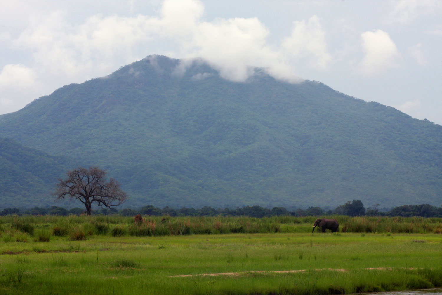 One of the many grassy islands with the Zambian escarpment in the background