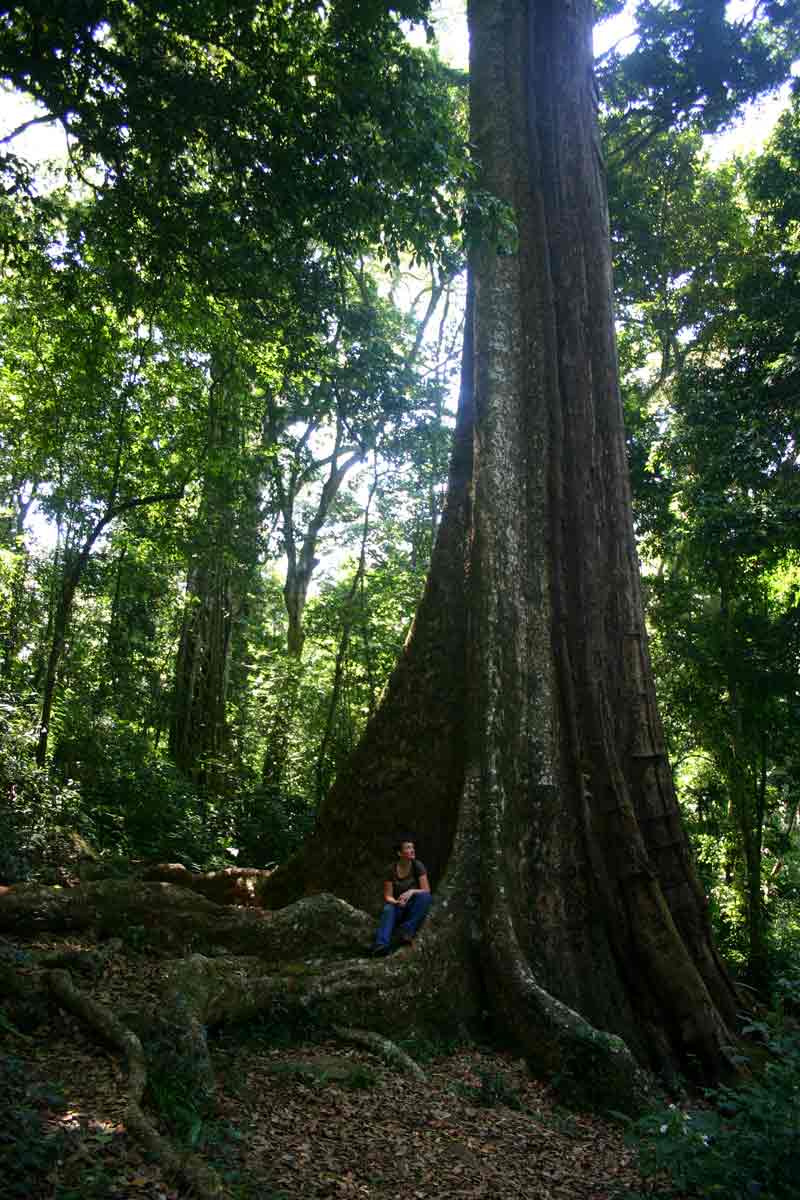 The "Big Tree", Chirinda Forest