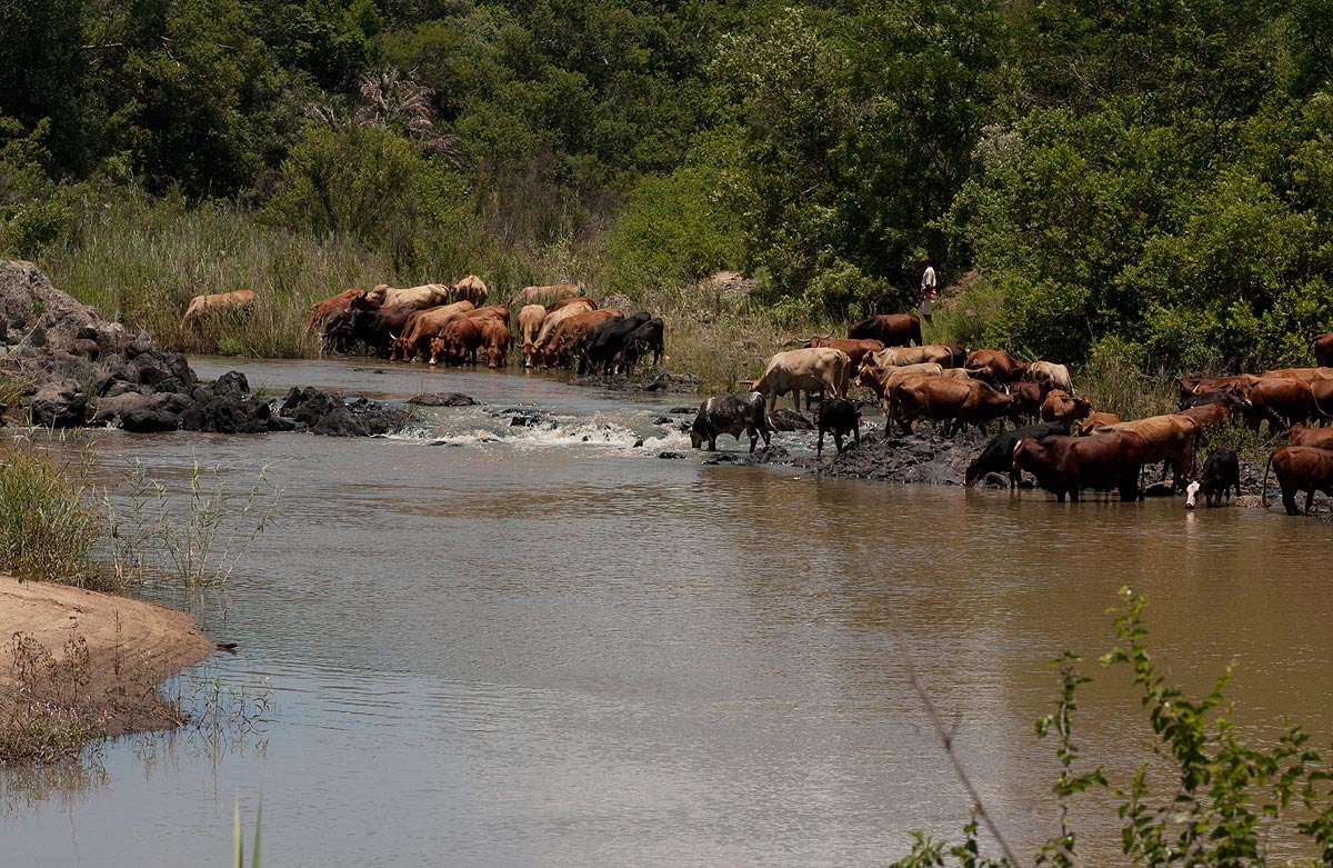 Cattle drinking at the river near the gorge