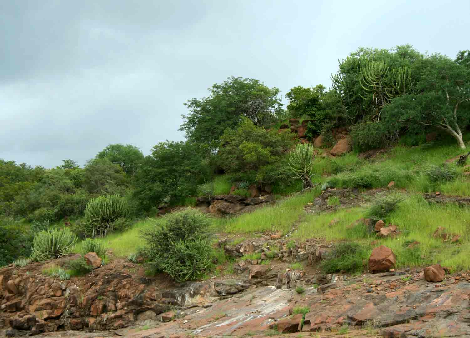 Euphorbia cooperi and Aloe chabaudii on the basalt hills.