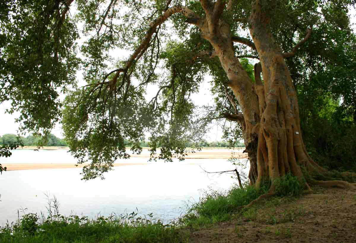 Large Ficus sycomorus at the water's edge.