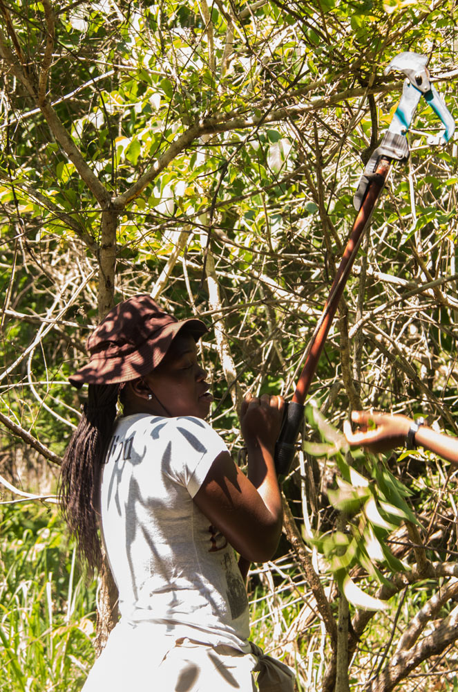 Celina collecting a specimen from a tree.