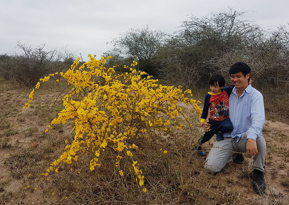Arthit and his child admiring a profusely flowering specimen of Rhigozum zambesiacum.