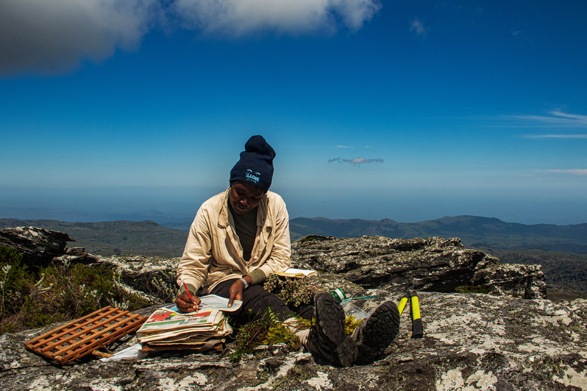 Data collection with specimens on top of Mt Binga, the highest point in Mozambique. 
