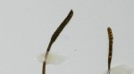 Ophioglossum caroticaule