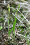 Ophioglossum caroticaule