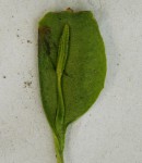 Ophioglossum costatum
