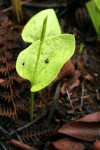 Ophioglossum reticulatum