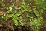 Hymenophyllum capense