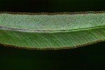 Pellaea doniana