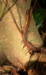 Lomariopsis warneckei
