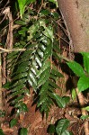 Lomariopsis warneckei