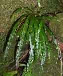 Elaphoglossum aubertii