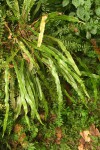 Elaphoglossum aubertii