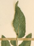 Asplenium mossambicense