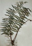 Asplenium pellucidum subsp. pseudohorridum