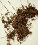 Marsilea farinosa subsp. farinosa