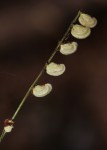 Leptaspis zeylanica