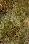 Stipagrostis hirtigluma subsp. patula