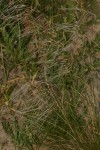 Stipagrostis hirtigluma subsp. patula