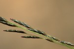 Eragrostis aethiopica