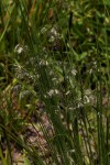 Eragrostis hispida