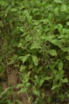 Eragrostis lehmanniana
