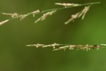 Eragrostis lehmanniana