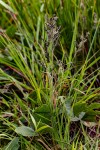 Eragrostis racemosa