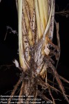 Sporobolus consimilis