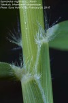 Sporobolus virginicus